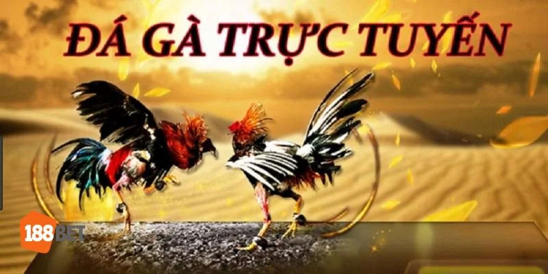 Rất nhiều người chơi yêu thích xem đá gà trực tiếp tại 188BET.