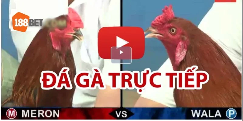 Tổng Quan Về Cách Chơi Đá Gà Tại Trường Gà Tỉnh Svay Rieng.