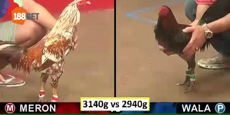 Theo dõi và biết ngay kết quả trên đá gà Thomo hôm nay một cách nhanh chóng.