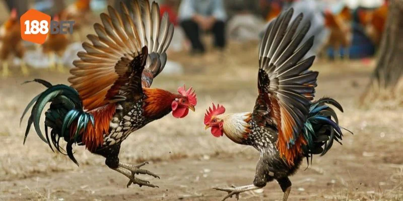 Giới thiệu khái quát về hình thức đá gà trực tiếp tại 188BET đang thu hút sự quan tâm của nhiều thành viên.